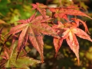 Acer palmatum "Shin deshoijoh"