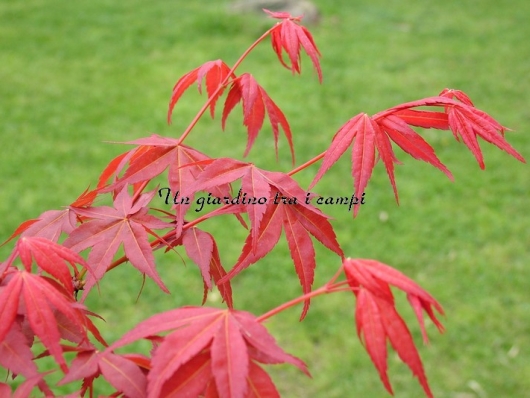 Acer palmatum "Shin deshoijoh"