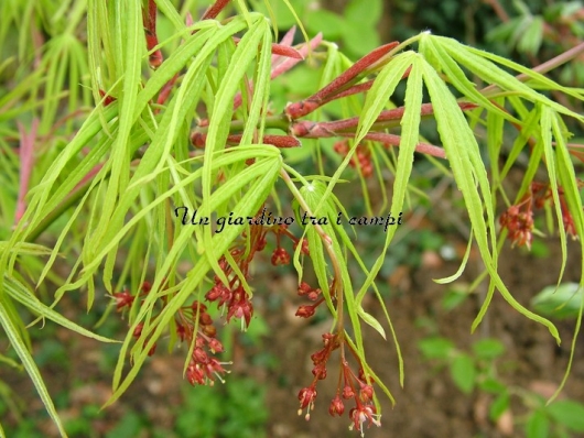 Acer palmatum "Shinobu ga oka "