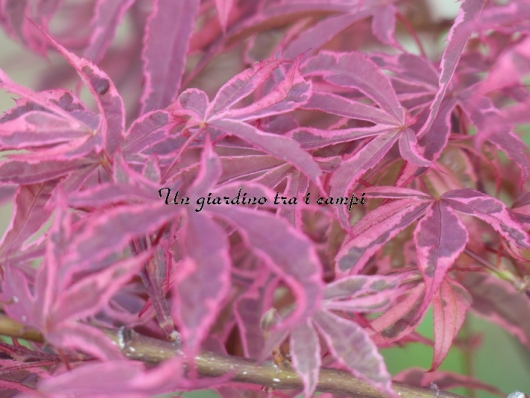 Acer palmatum "Shirazz"