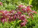 Acer palmatum "Shirazz"