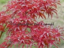 Acer palmatum "Shishi gashira"