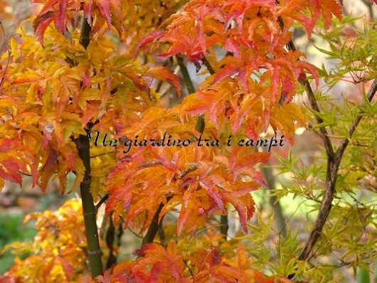 Acer palmatum "Shishi gashira"