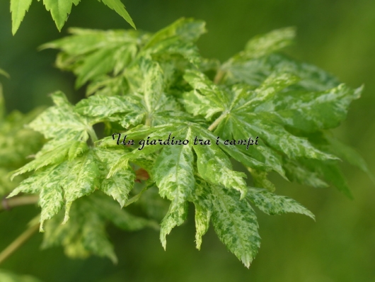 Acer sieboldianum "Kumoi Nishiki"