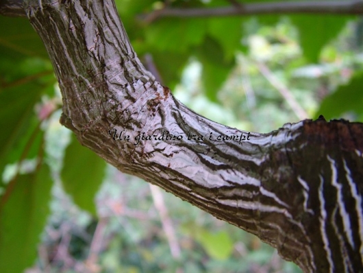 Acer XConspicuum "Silver Vein"