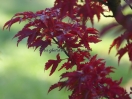 Acer palmatum "Shishi gashira"