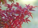 Acer palmatum "Shishi gashira"