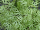 Acer palmatum "Sister Ghost"