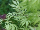 Acer palmatum "Sister Ghost"