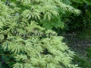 Acer palmatum "Sister Ghost"