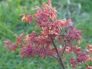 Acer palmatum "Skeeter's broom"