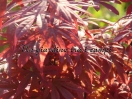 Acer palmatum "Skeeter's broom"