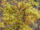 Acer palmatum "Sode Nishiki"