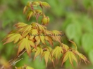 Acer palmatum "Sode Nishiki"