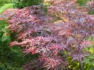 Acer palmatum "Stella rossa"