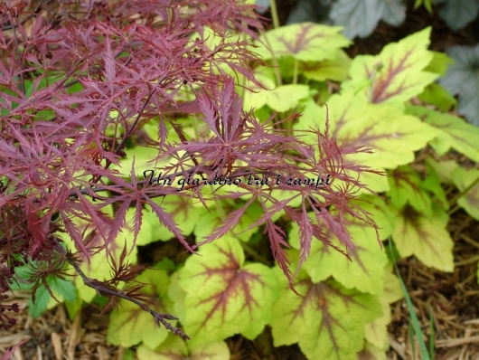 Acer palmatum "Stella rossa"