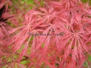 Acer palmatum "Stella rossa"