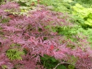 Acer palmatum "Stella rossa"