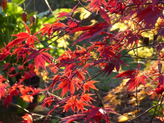 Acer palmatum "Sumi nagashi"