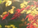 Acer palmatum "Sumi nagashi"