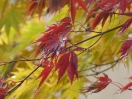 Acer palmatum "Sumi nagashi"