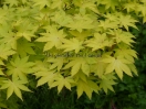 Acer palmatum "Summer gold"