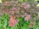 Acer palmatum "Taimin nishiki"