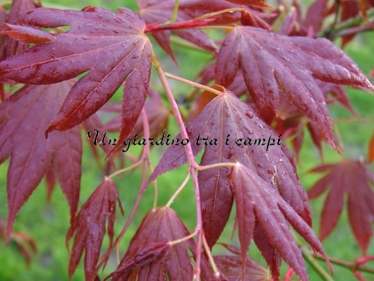 Acer palmatum "Taimin nishiki"