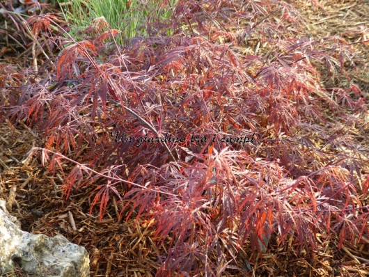 Acer palmatum "Dissectum Tamukeyama"