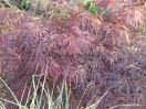 Acer palmatum "Dissectum Tamukeyama"