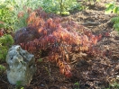 Acer palmatum "Dissectum Tamukeyama"