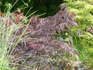 Acer palmatum "Dissectum Tamukeyama"