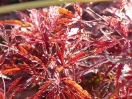 Acer palmatum "Dissectum Tamukeyama"