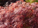 Acer palmatum "Dissectum Tamukeyama"