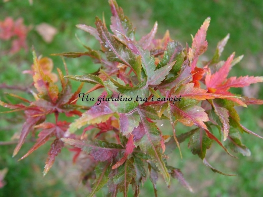 Acer palmatum "Taroh yama"