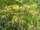 Acer palmatum "Tendoh"