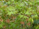 Acer palmatum "Tendoh"