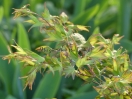 Acer palmatum "Tendoh"