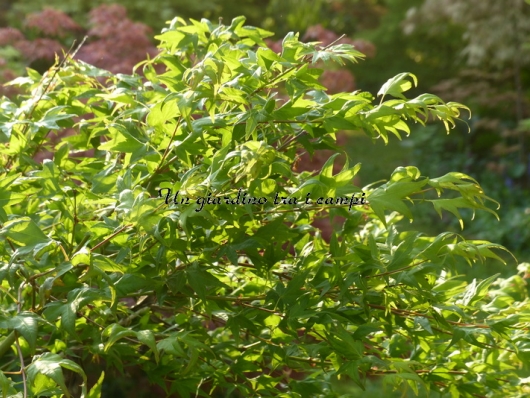 Acer palmatum "Tendoh"