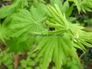 Acer shirasawanum "Tenuifolium"