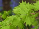 Acer shirasawanum "Tenuifolium"