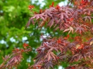 Acer palmatum "Trompenburg"