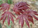 Acer palmatum "Trompenburg"