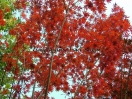 Acer palmatum "Trompenburg"