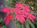 Acer palmatum "Trompenburg"