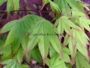 Acer palmatum "Tsuma gaki"