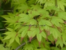 Acer palmatum "Tsuma gaki"