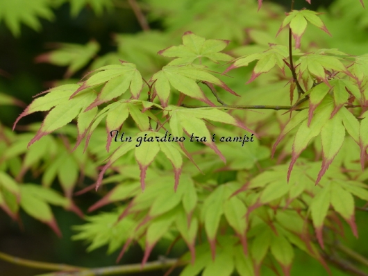 Acer palmatum "Tsuma gaki"