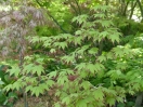 Acer palmatum "Tsuma gaki"