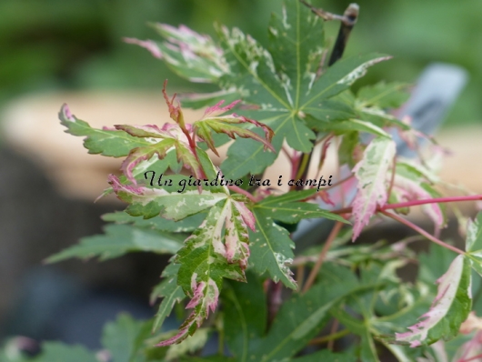 Acer palmatum "Tsuru no mai"